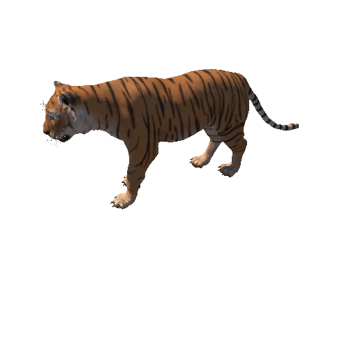 Tiger_Animation (1)